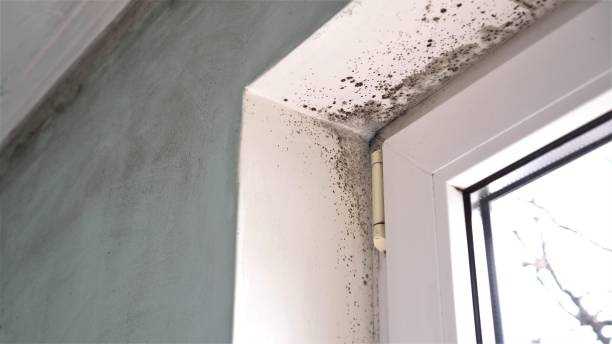 Best DIY Mold Remediation Support Services in Richmond West, FL