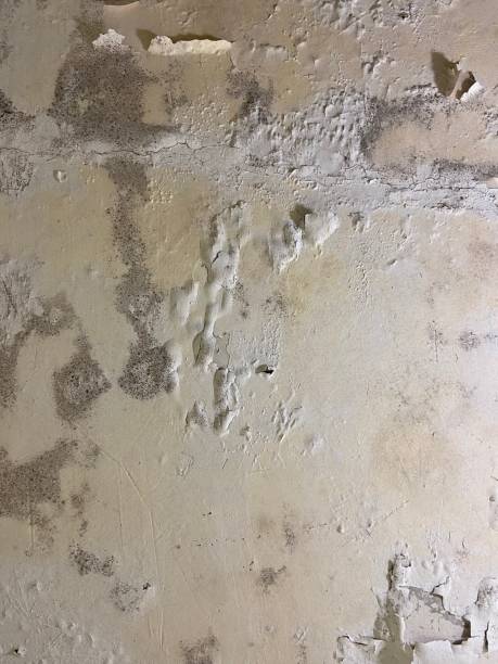 Best Basement Mold Remediation in Richmond West, FL