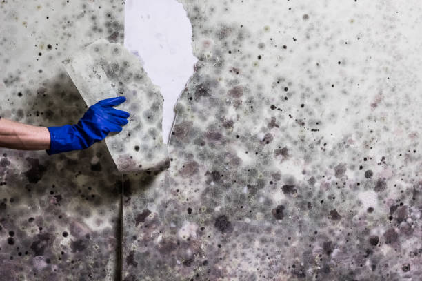 Best Residential Mold Remediation in Richmond West, FL